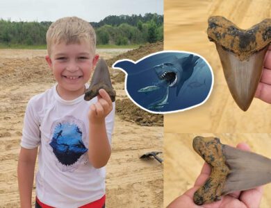 Boy finds enormous tooth of prehistoric megatooth shark