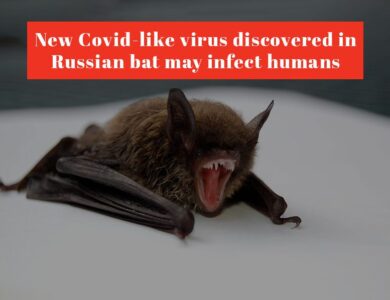 New Covid-like virus discovered in Russian bat may infect humans