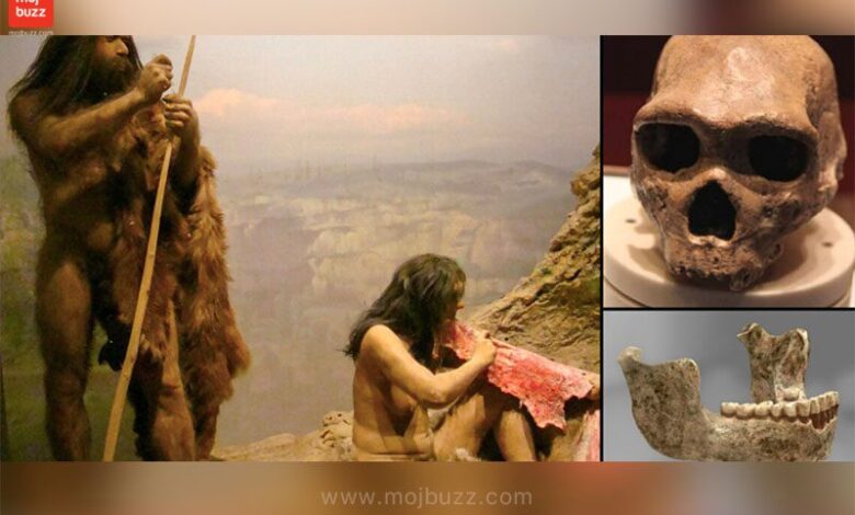 Human ancestor and their skull