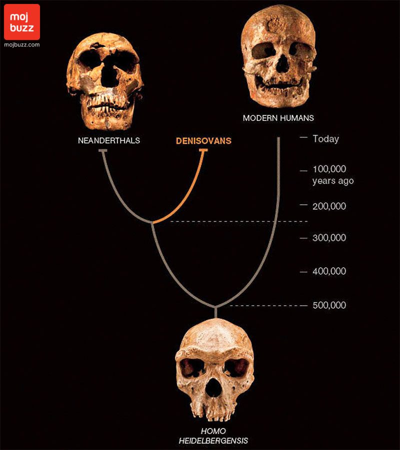 Human ancestor skulls