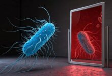 Warning of “Mirror Bacteria”